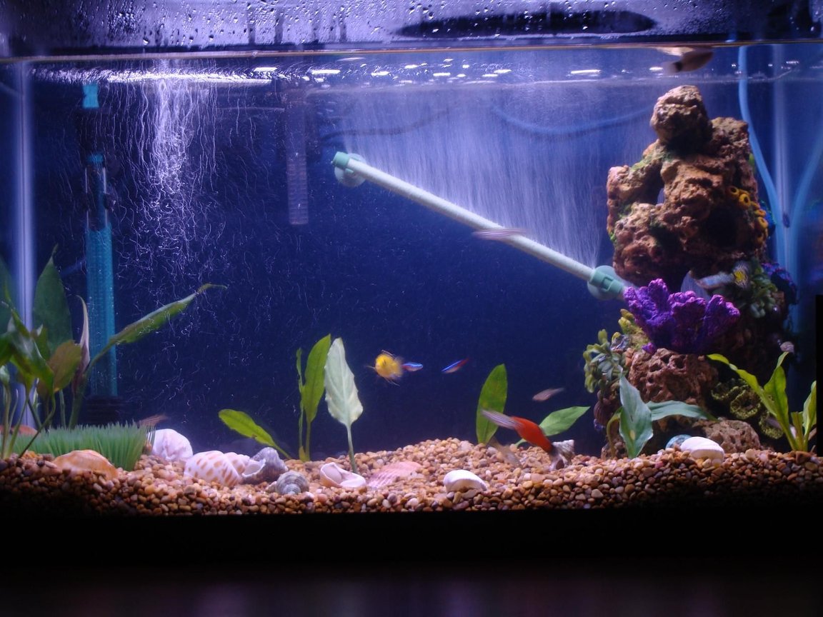 20 gallons planted tank (mostly live plants and fish) - tank still not done