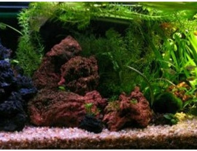 planted tank (mostly live plants and fish)