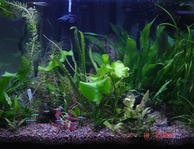 planted tank (mostly live plants and fish)