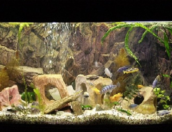 planted tank (mostly live plants and fish)