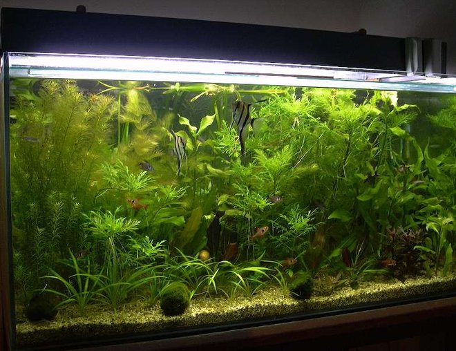 planted tank (mostly live plants and fish)