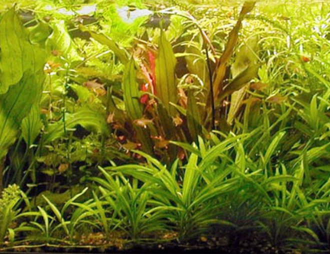 planted tank (mostly live plants and fish)