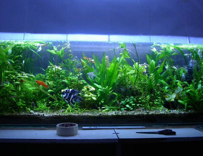planted tank (mostly live plants and fish)