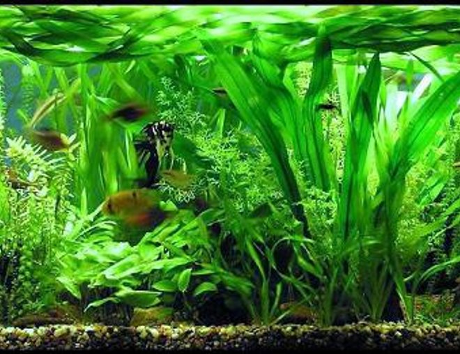 planted tank (mostly live plants and fish) - Size: 130x50x50cm;
Lighting: 3x 36 W OSRAM LUMILUX PLUS ECO;
CO2 System: none !!!;