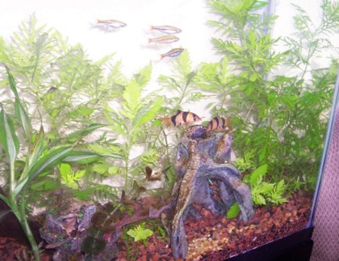 planted tank (mostly live plants and fish)