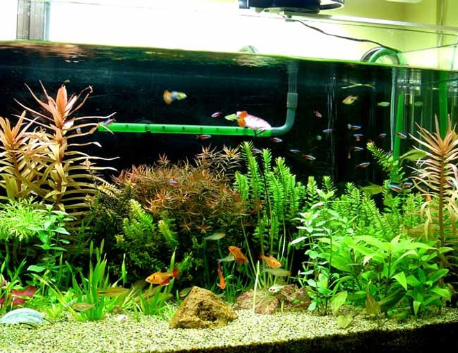 planted tank (mostly live plants and fish) - 4ft x1.5ftx1.5ft
Planted tank