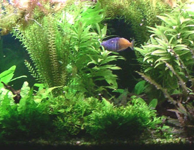 75 gallons planted tank (mostly live plants and fish) - My 75G Tank.
Been running for about 2 years now.
The plants need trimming monthly or they'll grow right out the top of the tank!