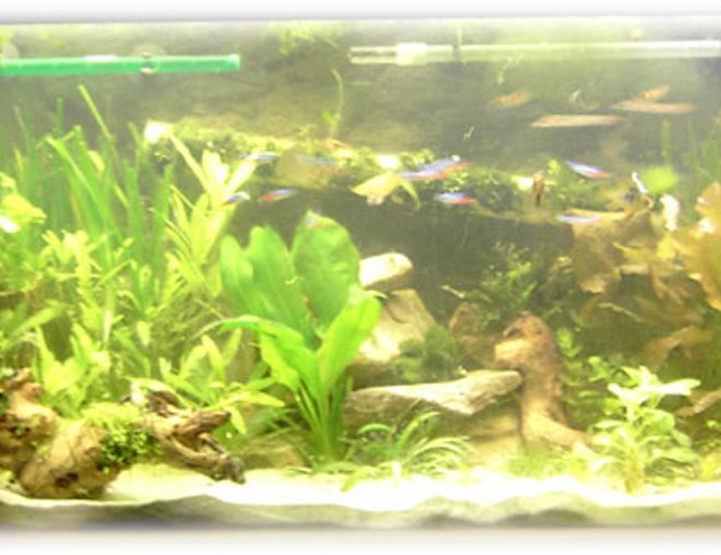 45 gallons planted tank (mostly live plants and fish) - My tank