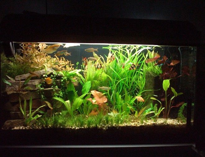 30 gallons planted tank (mostly live plants and fish) - new planted