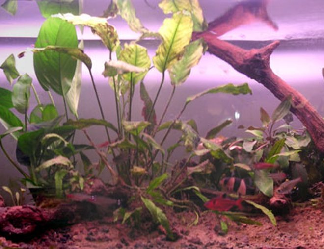 14 gallons planted tank (mostly live plants and fish) - This is my kind of amazon-style tank. The wood is from grapewine and it has been kept in fish tanks for 15 years!