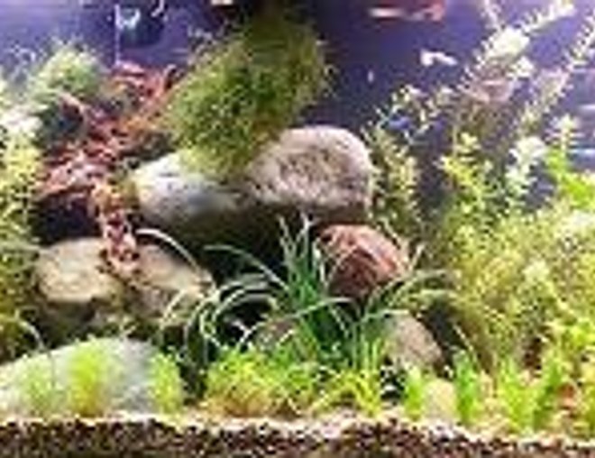 planted tank (mostly live plants and fish) - tank