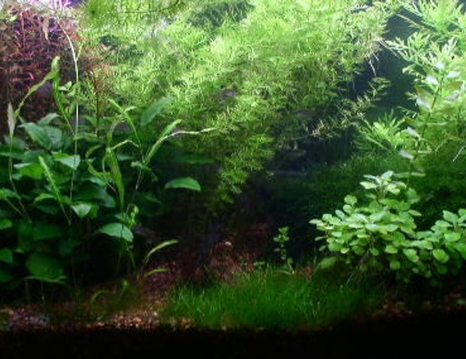 40 gallons planted tank (mostly live plants and fish) - This is my updated 40 gal tank.