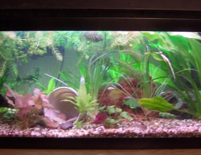 20 gallons planted tank (mostly live plants and fish) - Hagen CO2 Injection
Aqua Clear 300 Filtration
Gravel and Specialized Plant Substrate
Various Fish