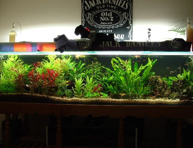 225 gallons planted tank (mostly live plants and fish) - This is the 8 footer but after it was redone about 4 months ago, along with the help of c02. We are rather proud.