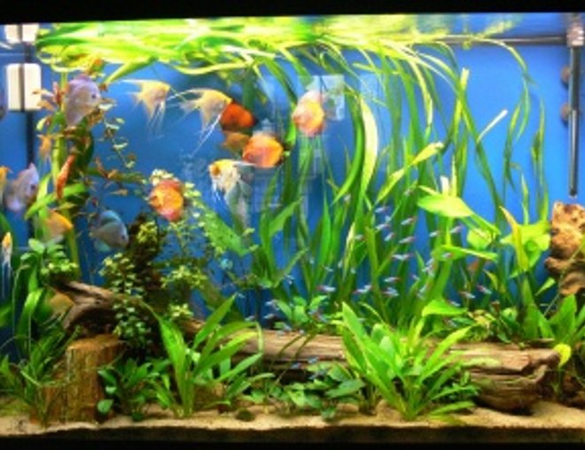 110 gallons planted tank (mostly live plants and fish) - 110 gallons. We have several discus (Blood pigeon, blue diamond, snake skin) 6 platinum angels, 2 koi angels, 50 cardinals, corodiras, plecostomus and a lot of plants...