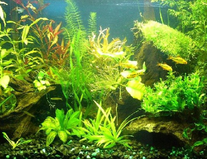 20 gallons planted tank (mostly live plants and fish) - My first planted tank