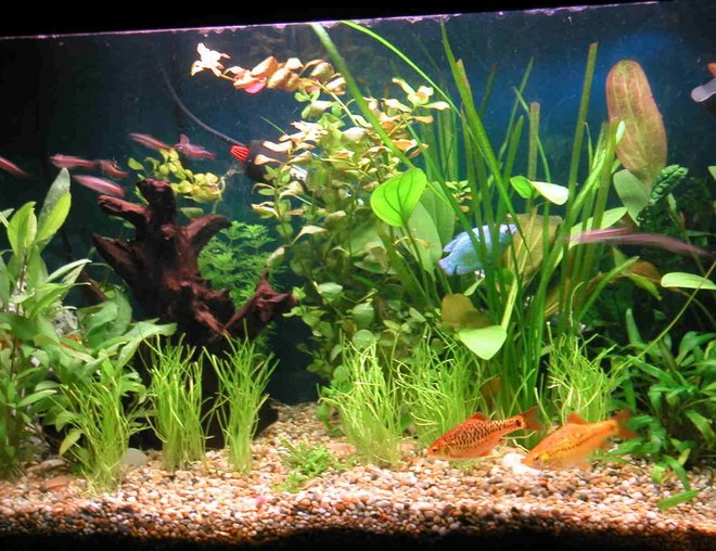 21 gallons planted tank (mostly live plants and fish) - 4X Golden Barbs, 2X Gouramies, 8X White Cloud Mountain Minnows, 1X Bristlenose Plec, 1X Siamese Algae Eater. I use and Eheim External Filter and Trioph  lighting. Plants : Ludwigia Repens, Echinodorus x barthii.Lilaeopsis and Hygrophila Corymbosa