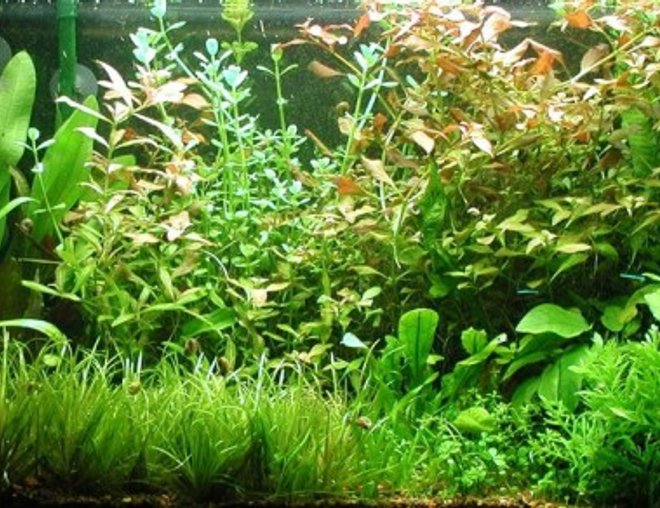 29 gallons planted tank (mostly live plants and fish) - Love for tacos.