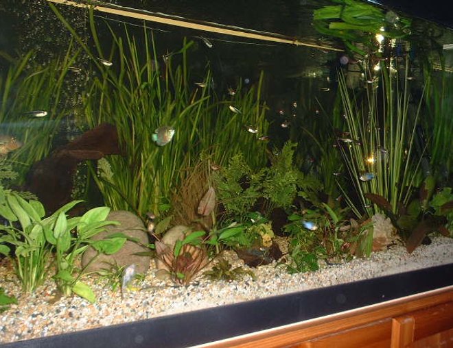 planted tank (mostly live plants and fish) - 400 litre planted community tank