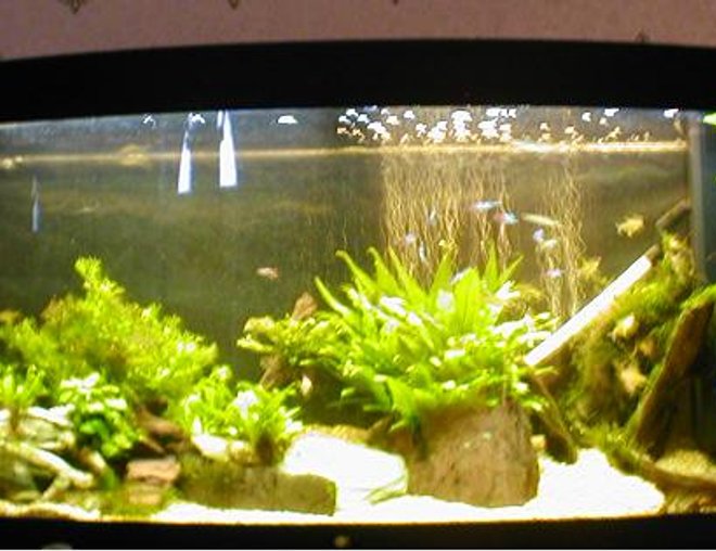 60 gallons planted tank (mostly live plants and fish)
