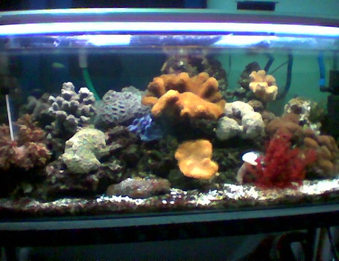 planted tank (mostly live plants and fish) - 90 cm length tank with reef, coral and fish.