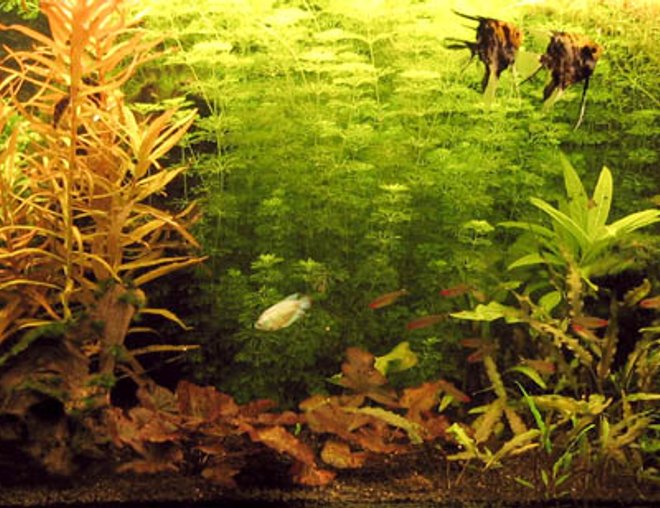planted tank (mostly live plants and fish)