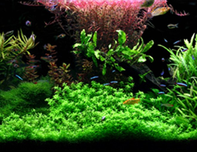 planted tank (mostly live plants and fish)