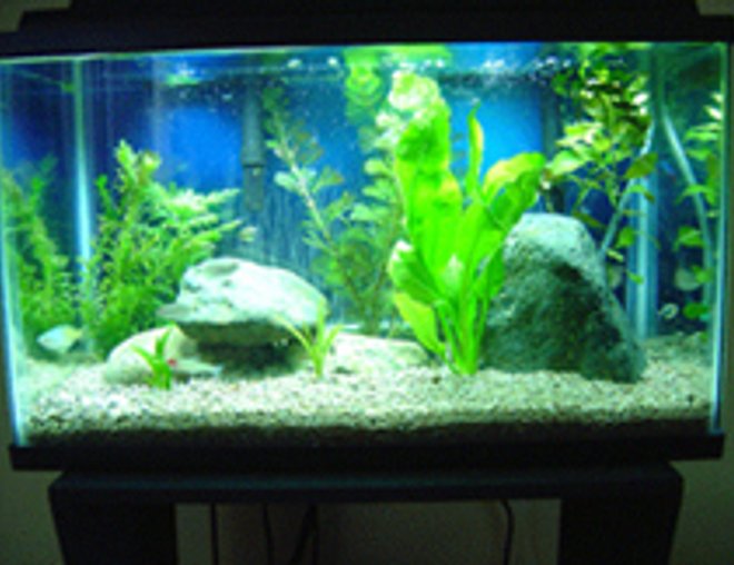 10 gallons planted tank (mostly live plants and fish) - New Tank