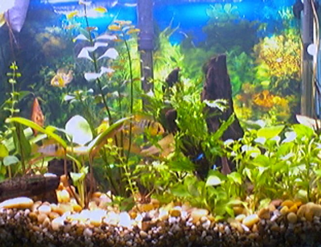 20 gallons planted tank (mostly live plants and fish) - planted discus/ram