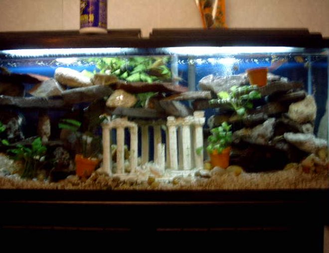 55 gallons planted tank (mostly live plants and fish) - cichlid tank, 55 gal, built caves out of slate rock found in TN