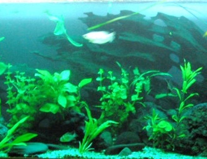 60 gallons planted tank (mostly live plants and fish) - Fish include: 1 rosy barb, 3 gourami, 1 three spot, 2 pearl, 6 tiger barbs, 3 black widow tetras, 2 bleeding hart tetras, 1 bristle nose catfish, 6 cory cats, 3 butter fly cichlids, 3 clown loaches, 2 sucking cats, 4 angels and 4 platys