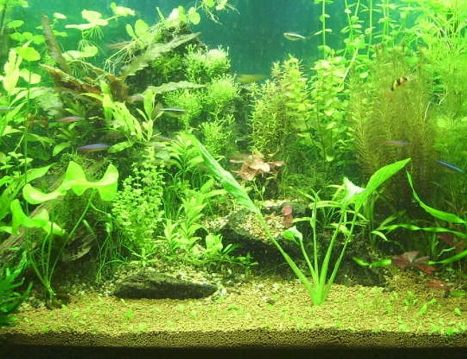 planted tank (mostly live plants and fish) - My Tank. Pre-Glossostigma.