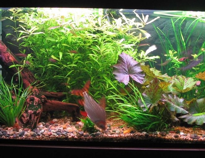 75 gallons planted tank (mostly live plants and fish) - 75 Gallon Tank