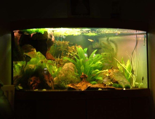 75 gallons planted tank (mostly live plants and fish) - my heavily planted Juwel trigon 350 corner tank, the dark mass in the top corner is some wood which has yet to sink!