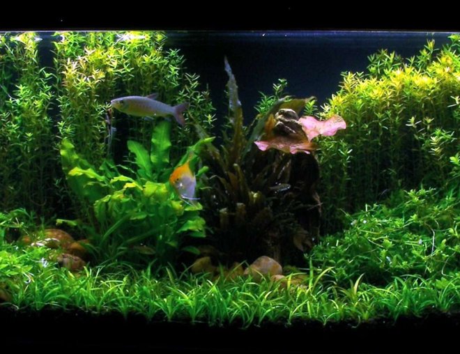 55 gallons planted tank (mostly live plants and fish) - My 55g Fish Tank