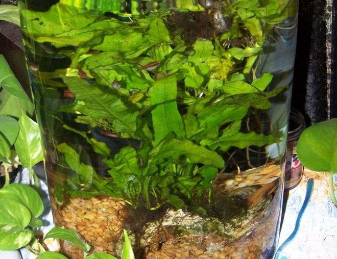 6 gallons planted tank (mostly live plants and fish) - Hand blown glass tanks