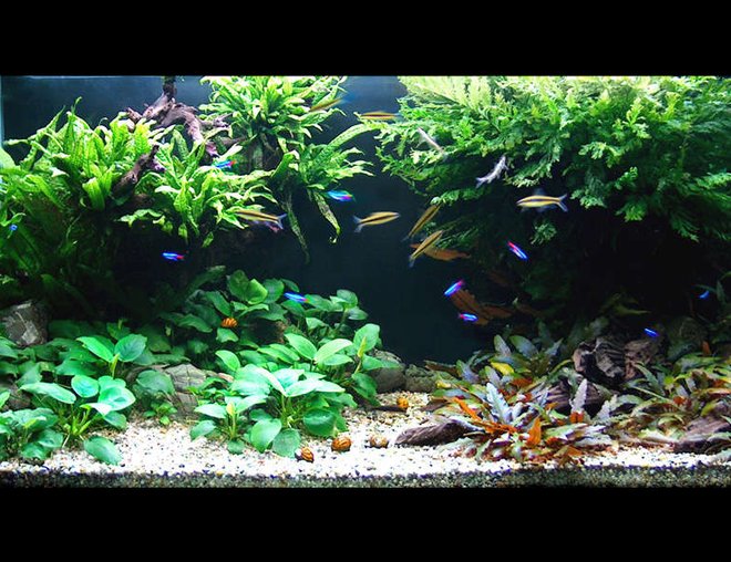 60 gallons planted tank (mostly live plants and fish) - front view