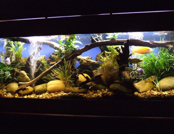 55 gallons planted tank (mostly live plants and fish) - My 4ft. Cichlid Tank - Dragon Blood Peackcocks,Cobalt Blue, Electric Yellows, Crimson Tides, Bristlenose, Blue Acara - Various Anubias and Dwarf Anubias, Foxtail and Grass plants, etc