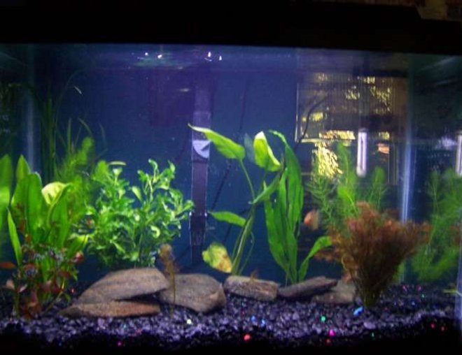 55 gallons planted tank (mostly live plants and fish) - 20g planted made 9-23-07. started with 10 plants, looking forward for them to take over my tank! getting angels soon
