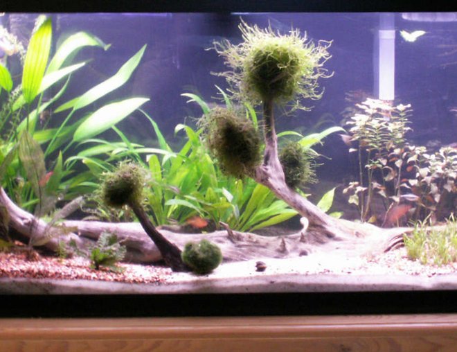 55 gallons planted tank (mostly live plants and fish) - A more recent picture, water is clearer, and the lighting is a bit brighter, changed from the two 18" to 1 48" tube and since it has a reflector its brighter. Also added a 70 aquaclear mechanical filter, works better than the old cascade. New additions were 3 clown gobies and 2 freshwater clams.