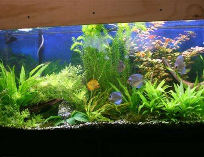 55 gallons planted tank (mostly live plants and fish) - 55 gallon planted discus tank 10/4/07