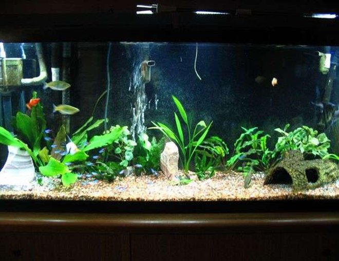 55 gallons planted tank (mostly live plants and fish) - 55 Gal.