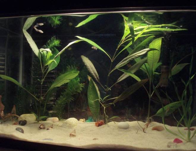 10 gallons planted tank (mostly live plants and fish) - Mi pescera de diez galones con plantas acuáticas.