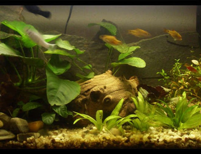 10 gallons planted tank (mostly live plants and fish) - 10 gallon planted with anubias and ludwiga no filtration