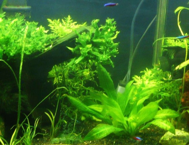 46 gallons planted tank (mostly live plants and fish) - planted tank 10.25.07