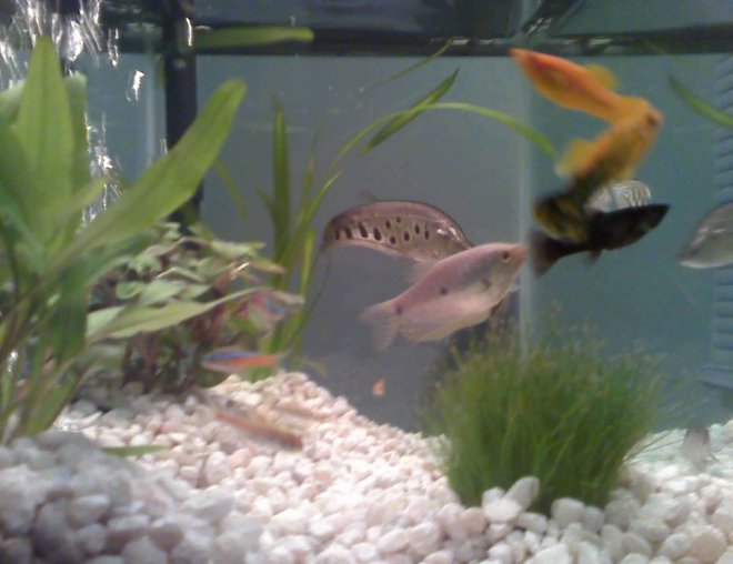 20 gallons planted tank (mostly live plants and fish) - (1)clown knife (2)blue gourami (4)mollys (2)neon tetras (2)glow light tetras (2)glow fish (2)cory cats (2)algae eaters  (1) soft shelled turtle and (10)ghost shrimp

(4) assorted grasses and more...

Fish tank picture is blurry because we dont have camera yet so I had to take it from my phone camera but will get way better camera soon Sorry!!!