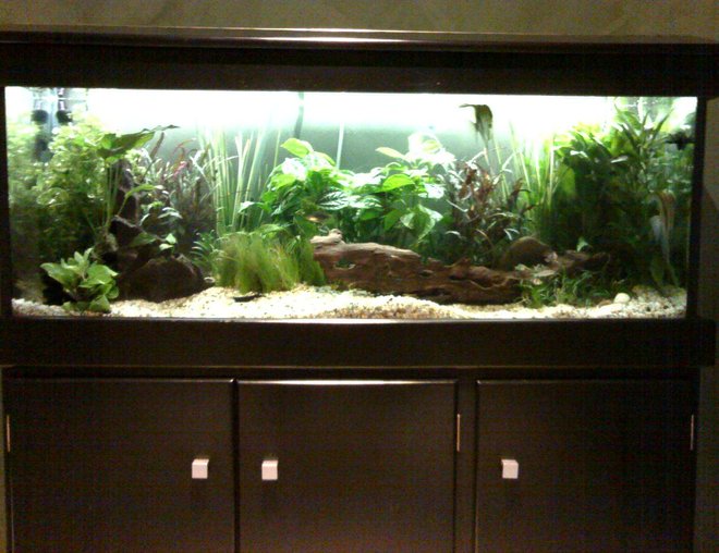 planted tank (mostly live plants and fish) - Just completed planted tank - sorry for the quality of picture
