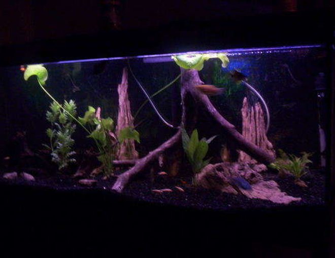 55 gallons planted tank (mostly live plants and fish) - no C02