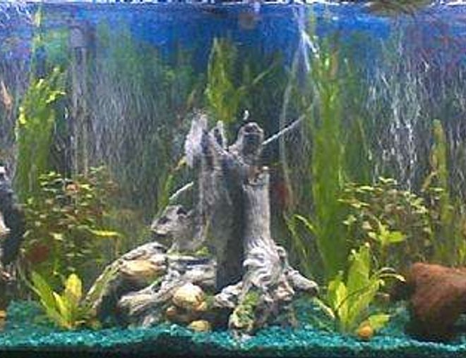 55 gallons planted tank (mostly live plants and fish) - My tank