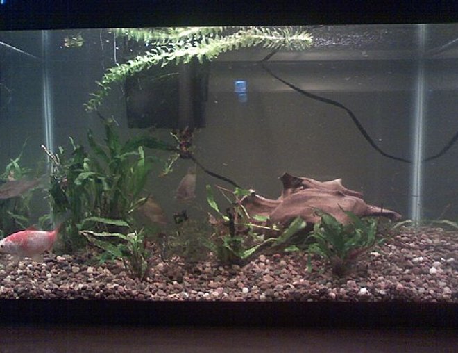 55 gallons planted tank (mostly live plants and fish) - 10 gallon fish tank. Since the winter is coming I am keeping some fish that I took out of the pond in the backyard. We bought them as feeders but instead of feeding them to another fish we put them in the pond. 4 out of 2 dozen survived